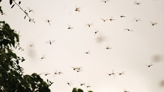 Swarm of dragonflies flying in the sky and woods [upl. by Ronica227]