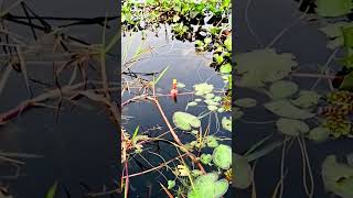 Fishing shorts video ✅ YouTube shorts video ✅ fishing hookfishing fish [upl. by Wordoow]