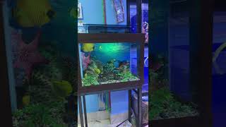 Ready aquarium with guaranty 5 years fishaquarium fish [upl. by Marianne]