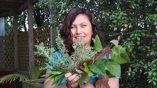 Skincare with Native Plants of NZ  Indigenous Plant Medicine [upl. by Suh]