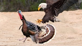 The Most Amazing Eagle Attacks Ever Caught on Camera [upl. by Nick]