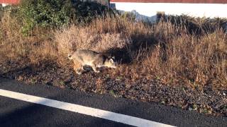 Bobcat encounter [upl. by Airuam]