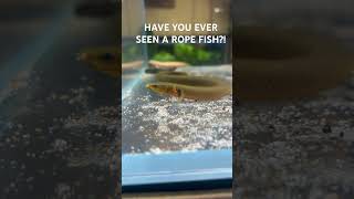 Have you ever seen a rope fish before localfishstore [upl. by Anicul952]