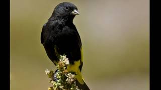 CANTO DO PINTASSILGO NEGRITO  CARDUELIS ATRATA [upl. by Nueormahc]