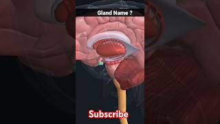 pituitary gland  pituitary gland anatomy foryou shorts [upl. by Biddy]