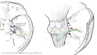 The Facial Nerve CNVII Animated Review [upl. by Ecirtaed]