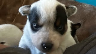 Baby Bluey puppies Australian Cattle Dog puppies wiggling around 😍 [upl. by Aihsas]