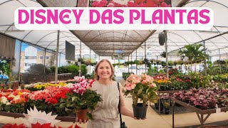 DISNEY DAS PLANTAS  FLOR DA SUISSA [upl. by Lasser614]