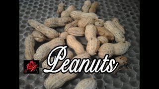 How To Grow Peanuts In Containers [upl. by Gnol]