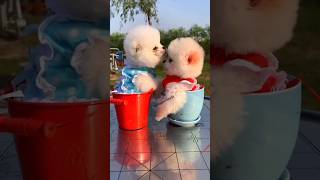 Gallif Street Pet Market  pomeranian dog market  pet market Kolkata pet market shorts viral [upl. by Aicargatla772]