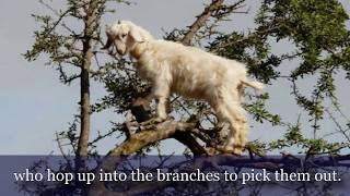 THE INCREDIBLE TREE CLIMBING GOATS OF MOROCCO [upl. by Berlinda921]