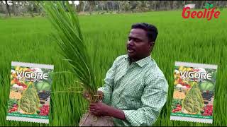 Paddy Vigore Tamil [upl. by Atterual]