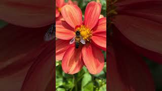 Breathtaking CloseUp Footage of Bee Collecting Sweet Nectar from Vibrant Flowers 🌺🐝 MustSee [upl. by Analos]