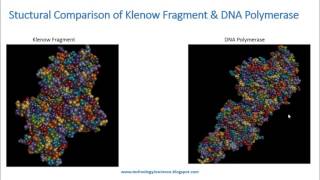 Klenow Fragment Structural Comparison Analysis and Applications [upl. by Asiuqram]