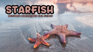 Starfish  Kids educational video [upl. by Oer]