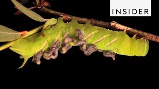 How Parasitoids Survive [upl. by Rimat]