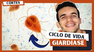 Ciclo de vida da GIARDIA  Giardia duodenalis  Ciclo giardíase  Luix Nascimento Biologia [upl. by Gardel]