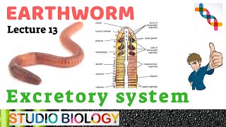 Class 11Zoology LecturesDiscuss Excretory system Types of nephridia ampstructure in Earthworm213 [upl. by Llednohs]