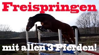 FREISPRINGEN  Püppi hebt ab  MA Chevaux De Sport [upl. by Jazmin]