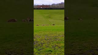 Bucklebury Farm Park [upl. by Hutchings538]