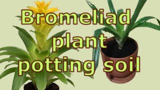 How to care for guzmania bromeliad plants How to Repot Bromeliads Bromeliad plant potting soil [upl. by Marte]