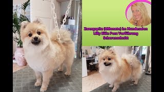 Hundesalon Lilly Pomeranian Zwergspitz schneiden Hundefriseur Groomer [upl. by Aneehsat622]