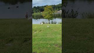 Black Bellied Whistling Ducks by White Ibis amp 4 Lined Up at Lake amp Mallards Swim at Solary Park [upl. by Litton]