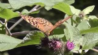 Silverwashed Fritillary Argynnis paphia [upl. by Maidel]