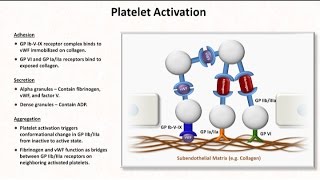 Hemostasis Lesson 2  Platelet Activation and Aggregation [upl. by Assirol]