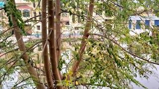 🔴 Live 🔴সরাসরি আমাদের গ্রাম লাইভ দেখুন [upl. by Kiel]