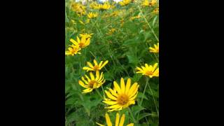 Heliopsis helianthoides False Sunflower [upl. by Taub]