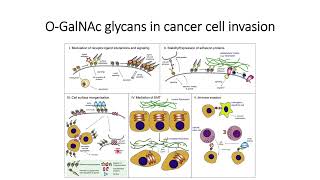 OGalNAc glycans role in cancer cell invasion Code 499 [upl. by Crutcher]