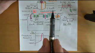 Cyclic AMP Signalling Part 8 [upl. by Bobbie]