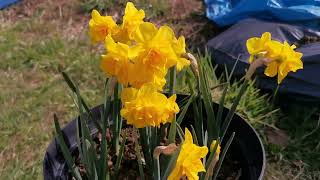 Narcissus Golden Delicious a softly scented double daffodil [upl. by Heyer]