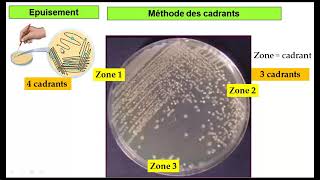 vidép 6 TP Microbiologie  Ensemencement dans un milieu solide par épuisement [upl. by Milstone360]