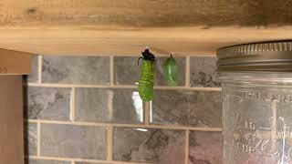 Caterpillar turning into a chrysalis time lapse [upl. by Ulric]