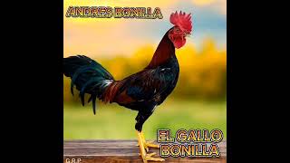 El gallo Bonilla [upl. by Eirrek]