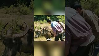 Después de que el búfalo pisara una mina los seres humanos tuvieron una reacción sorprendente [upl. by Sirap601]