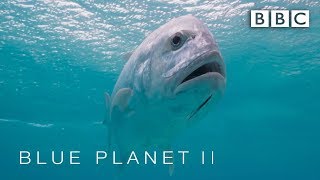 Predator fish leaps out of water to catch bird  Blue Planet II  BBC [upl. by Ymaj]