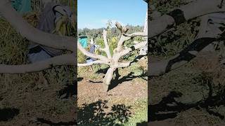 phytophthora cinnamomi en planta de aguacate Tratamiento [upl. by Nede]