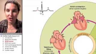 Cardiac cycle 3 Atrial systole [upl. by Tiphani43]