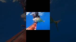 Sea Bass Spearfishing in the Mediterranean [upl. by Celene]