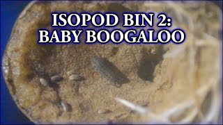 Isopod Bin 2 Baby Boogaloo [upl. by Yelsek]