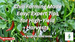 Chili Farming Made Easy Expert Tips for HighYield Harvests  CK Agriculture Farm [upl. by Eyoj]