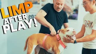 11 Year Old Bully Breed LIMPING After Play  Happy After Chiropractic Treatment [upl. by Anirehtak52]