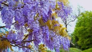 Royal greenhouses of Laeken [upl. by Ahsaya]