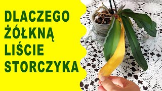 Dlaczego żółkną liście storczyka  Czy jest to powód do obaw [upl. by Ellehsor]