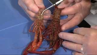 Detailed Crayfish Dissection Part I Jr High High School and College Review [upl. by Santa]