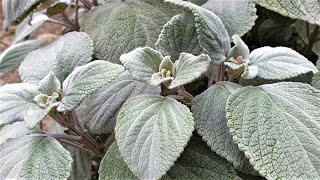 Plectranthus argentatus  Silver spurflower [upl. by Hakvir]