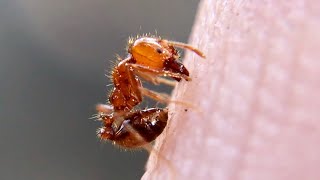 FIRE ANTS vs HAND and more [upl. by Onra]